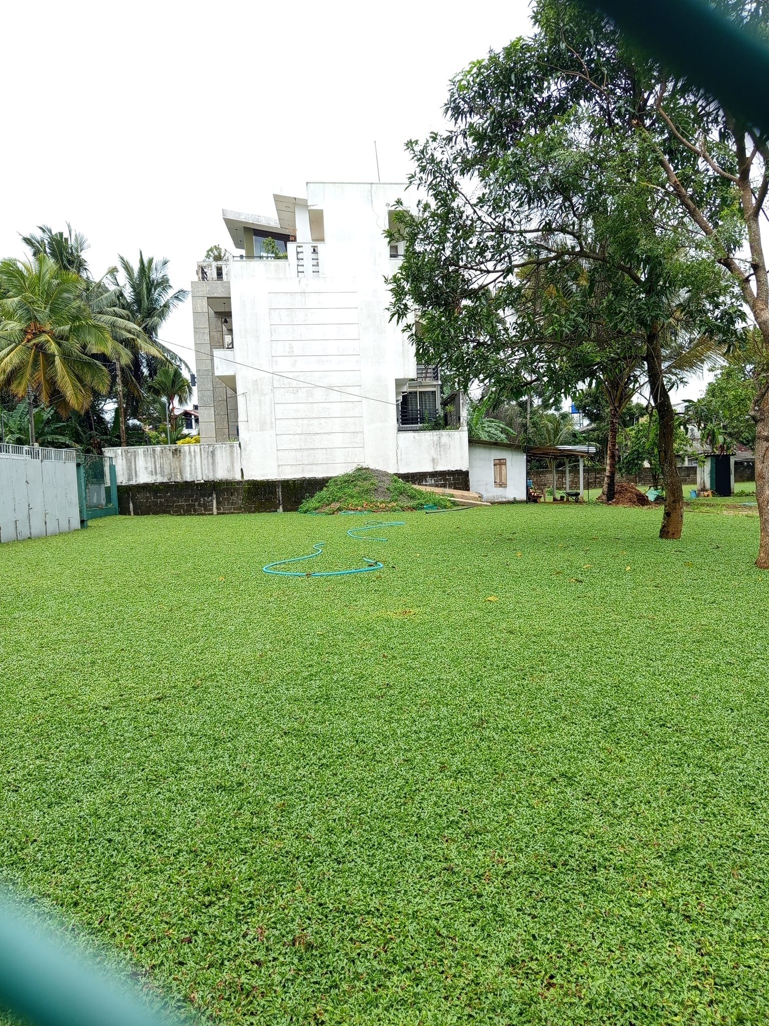 Australian Grass Price In Ja-Ela