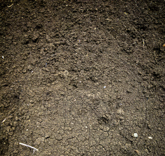 Black Soil transporters in Kalubowila