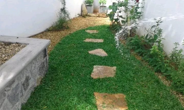 Australian Grass Colombo