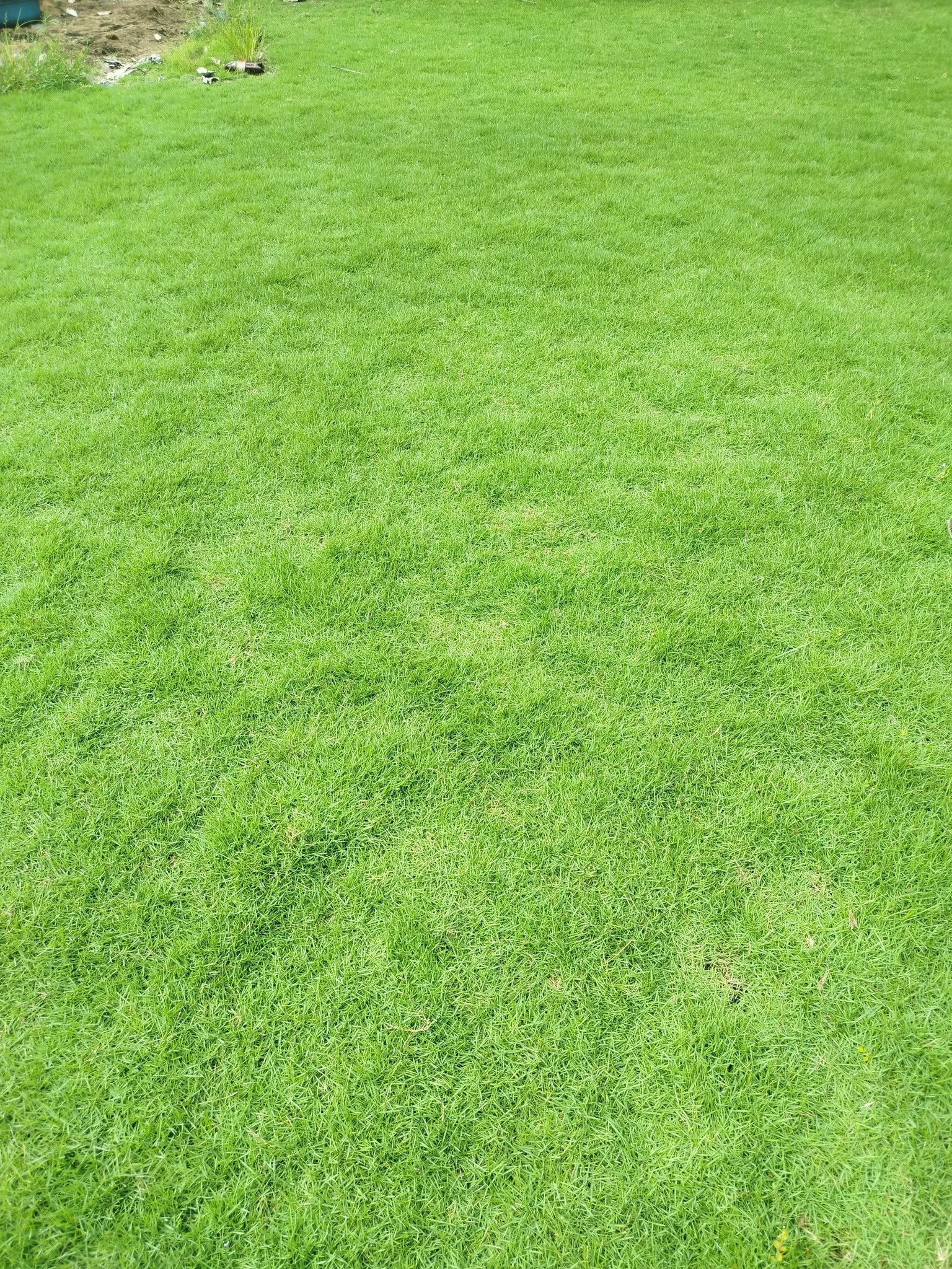 Cover image for Bermuda Grass Colombo