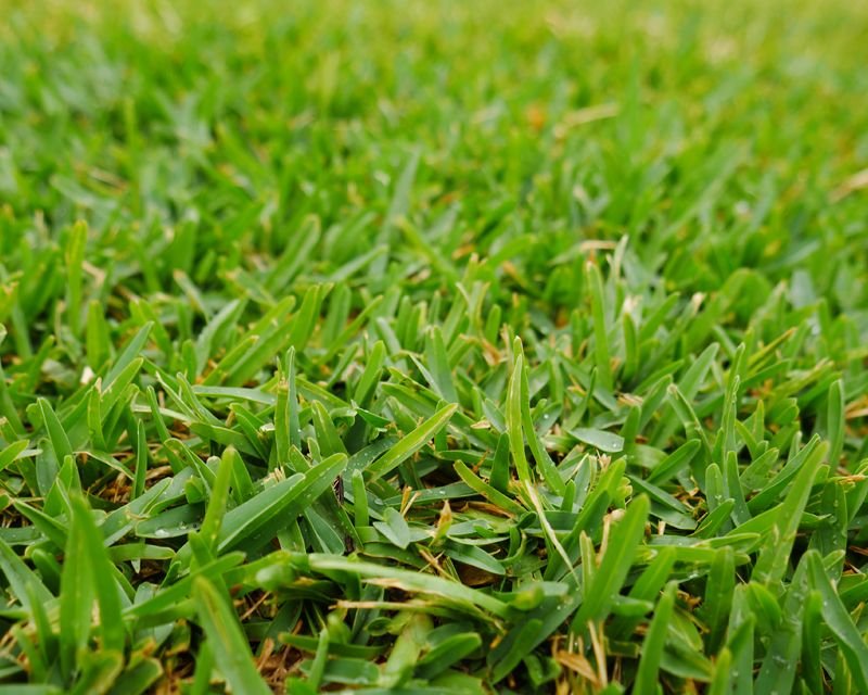 Cover image for Buffalo grass price in Kaduwela Sri Lanka