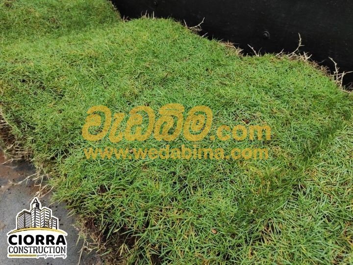 Grass Suppliers Bandarawela, Nuwara Eliya