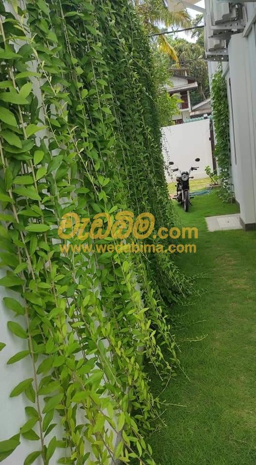 Curtain Creeper Suppliers - Kurunegala