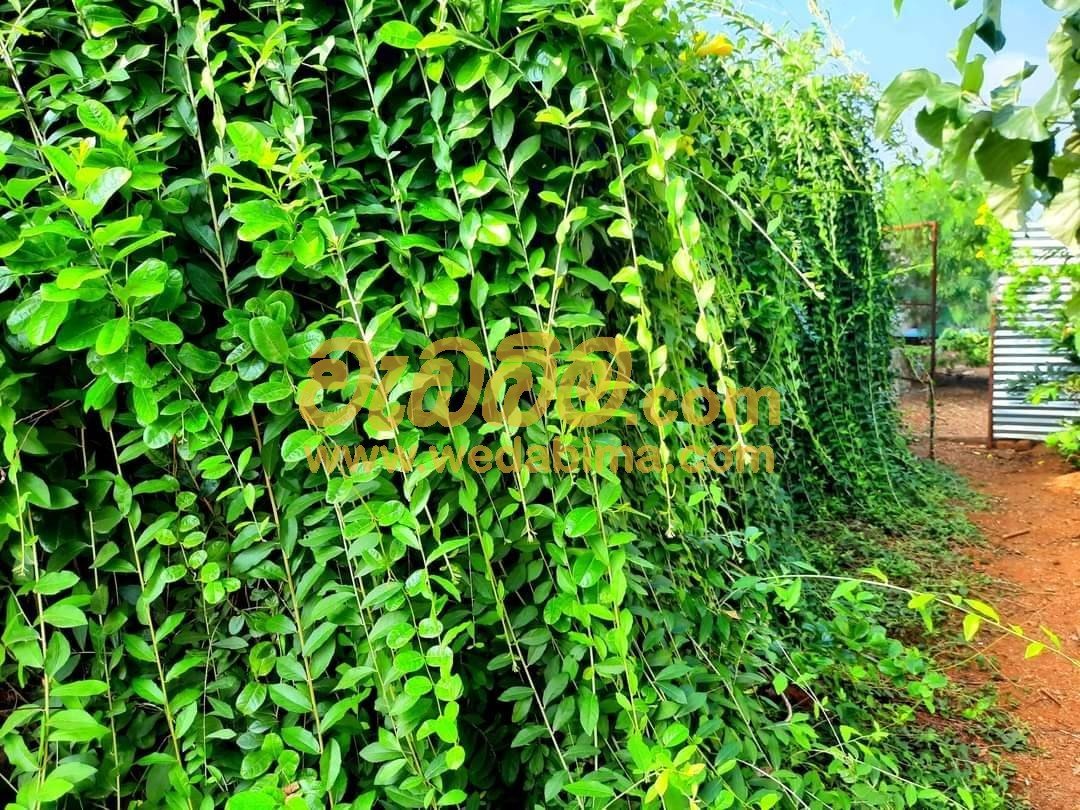 Curtain Creepers for Sale in Sri Lanka - Kurunegala
