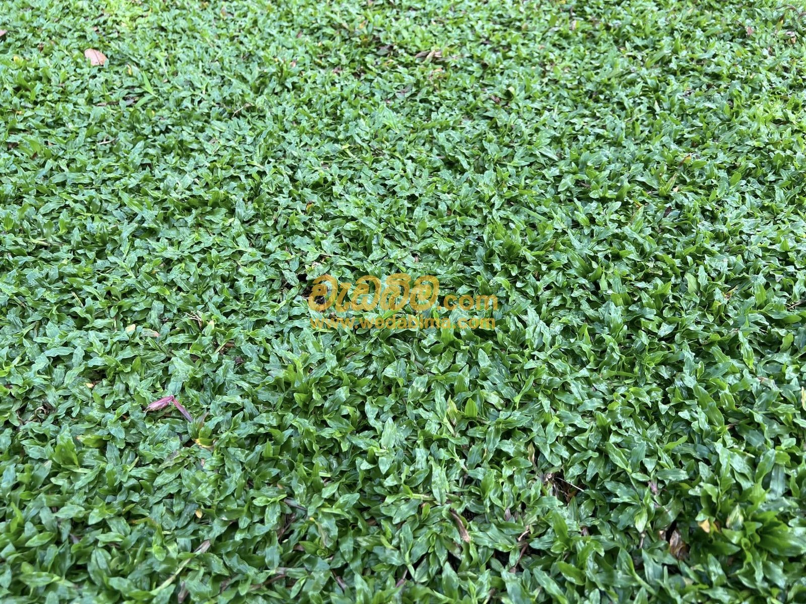 Other image 202412/wedabima.com_ZsG7dpvmTeSkb7rgaptCHcYkYhlYDZhPC7InRun4.jpeg