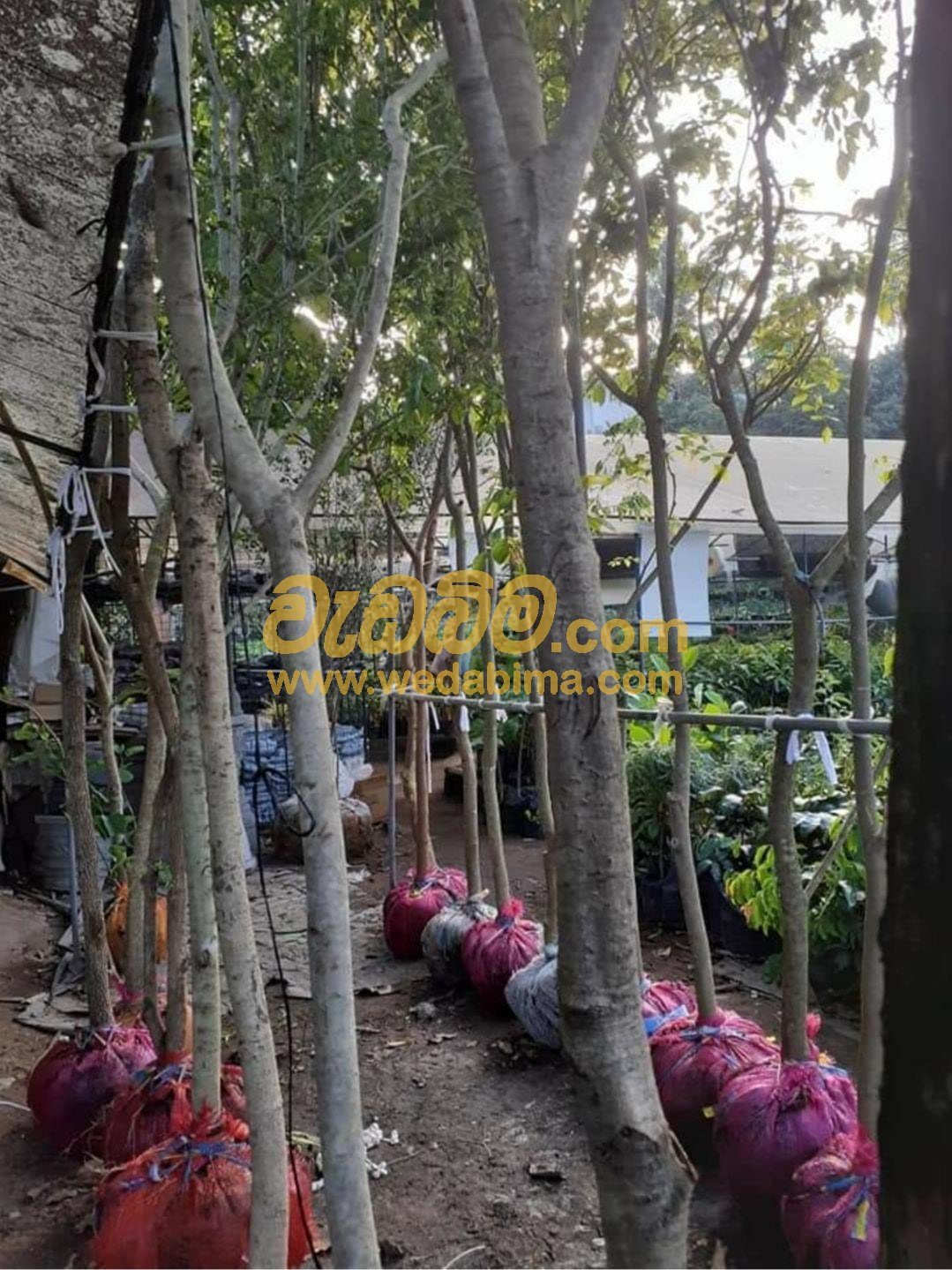 Other image 202412/wedabima.com_gQCEksjMOM6U5GHCtLu3IS7EkMi0rhCVW9pF5ctg.jpeg