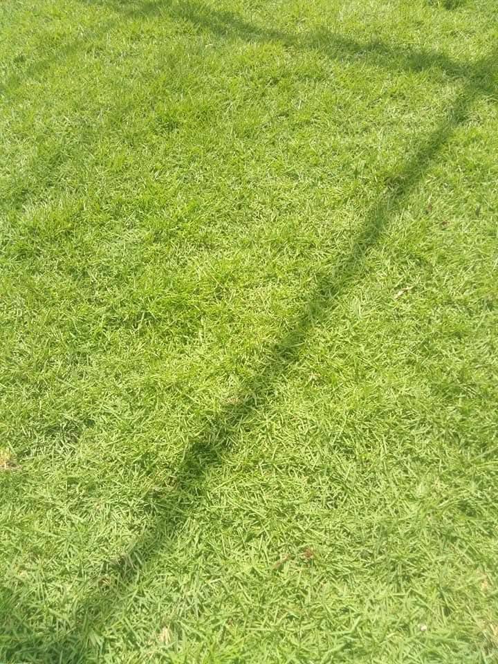 Other image 202508/australian-grass-price-in-ja-ela-wedabima-6b3f2a0bab.jpg