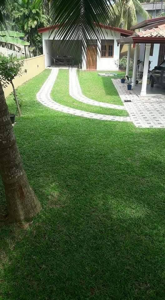 Other image 202508/australian-grass-suppliers-in-negombo-wedabima-7646dc93e1.jpg