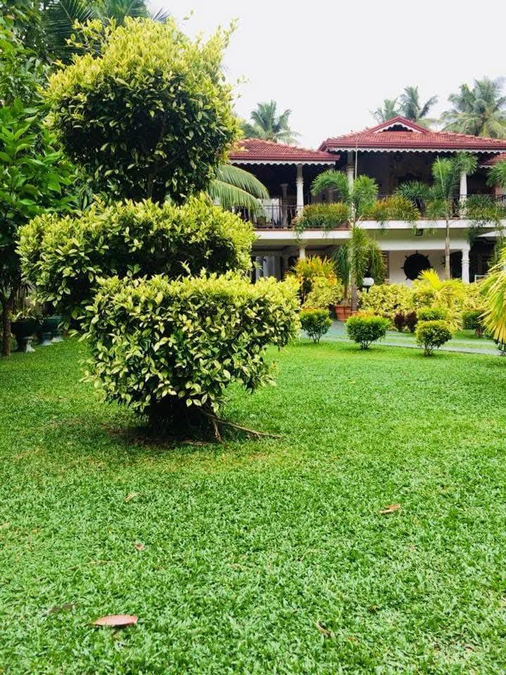 Other image 202508/landscaping-solution-in-negombo-wedabima-46af33c846.jpg