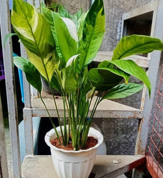 Other image 202508/plant-price-in-colombo-wedabima-b0c907bd54.png