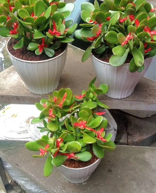 Other image 202508/plant-price-in-colombo-wedabima-cbdeed08bd.png