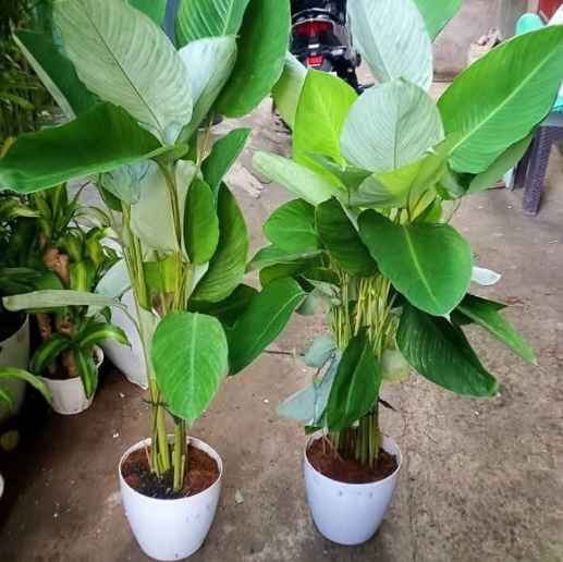 Other image 202508/plant-price-in-colombo-wedabima-ddbabb37b9.png