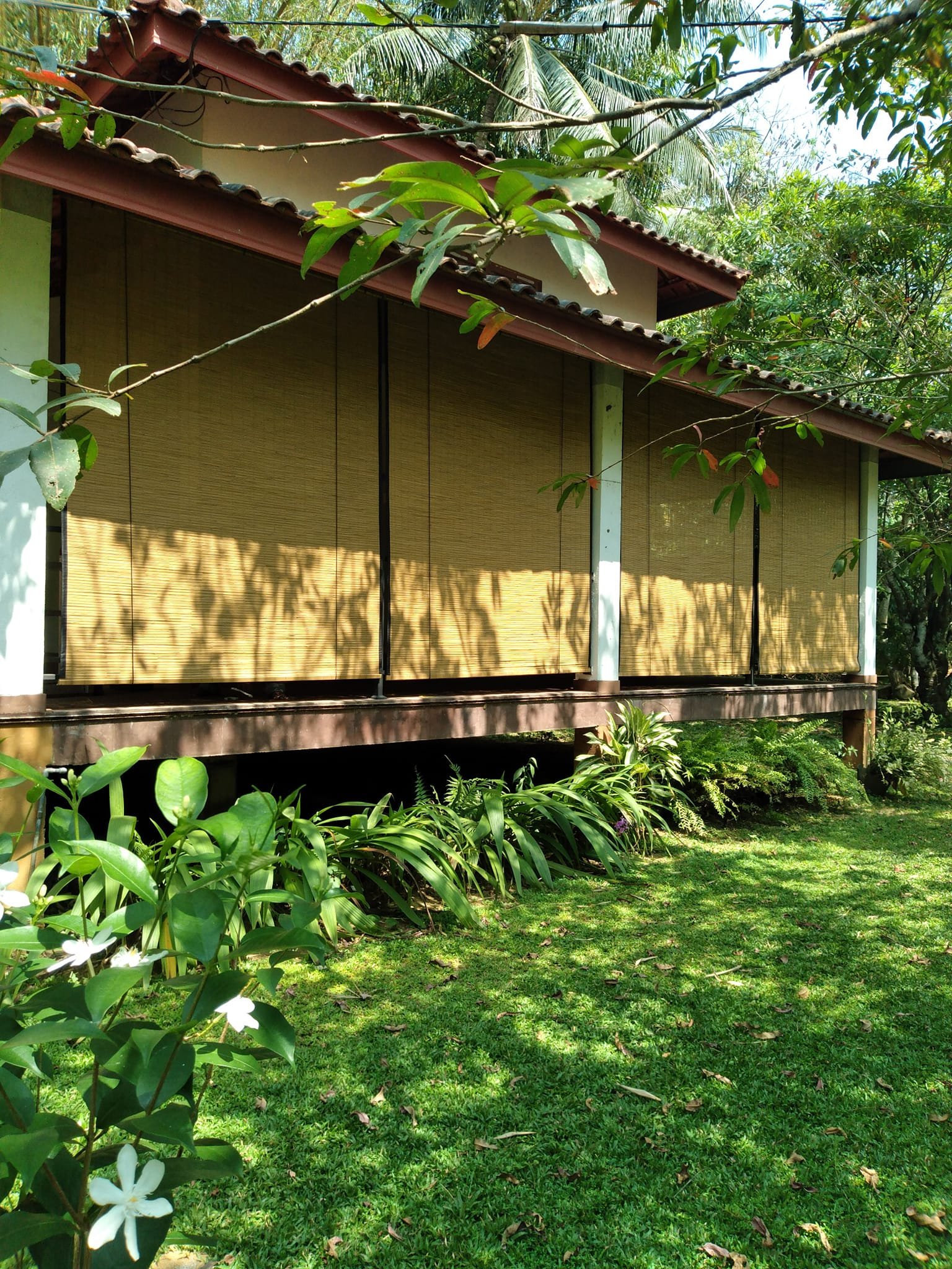 Other image 202509/bamboo-blinds-kandy-price-wedabima-74059c748f.jpg