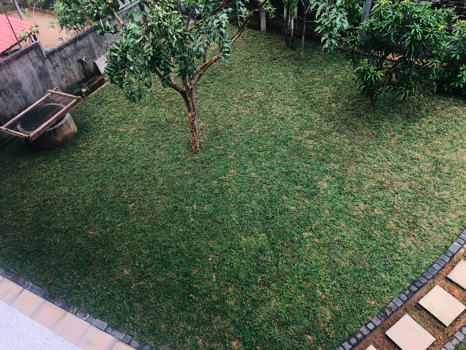 Other image 202509/malaysian-grass-price-pannipitiya-wedabima-1a4439180d.jpeg