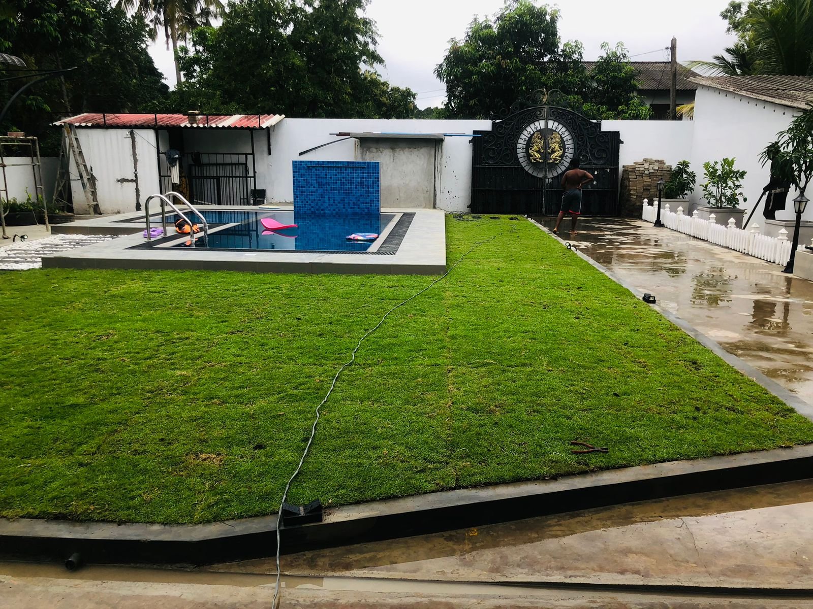 Other image 202509/malaysian-grass-price-pannipitiya-wedabima-ab51697393.jpeg