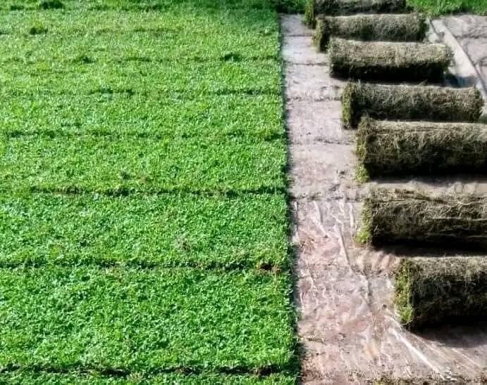 Other image 202510/landscape-designers-in-colombo-wedabima-359dee39e9.jpg