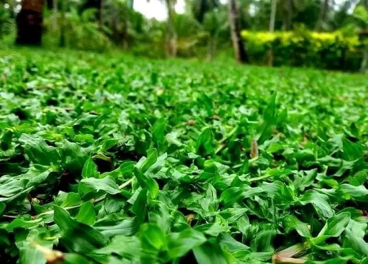 Other image 202510/malaysian-grass-supplier-in-sri-lanka-wedabima-1b9ecc6675.jpg