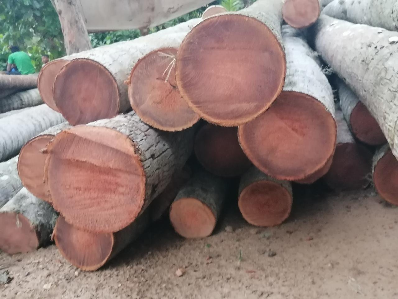 Other image 202510/roofing-timber-price-in-sri-lanka-wedabima-745b3ea350.jpeg