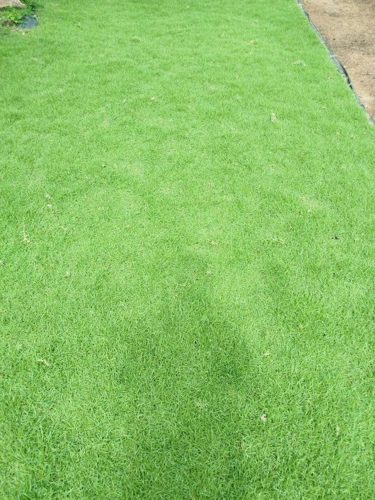 Other image 202609/bermuda-grass-colombo-wedabima-6c25853191.jpg